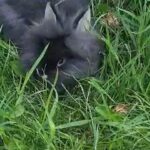 lion lop x netherland dwarf