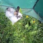 netherland dwarfs x lion lop baby