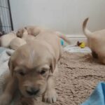 pedigree quality Golden retrievers