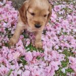 Ready to leave. Cocker Spaniel