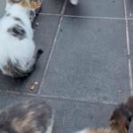 mixed tabby kittens