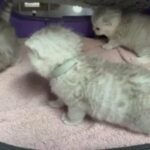 British Shorthaired gccf pedigree kittens