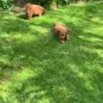 Fox Red Cockerpoo Puppies