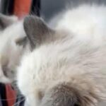 3 fluffy Ragdoll kitten