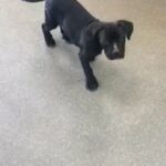 cane corso puppies