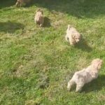 Beautiful Maltipoo Puppies