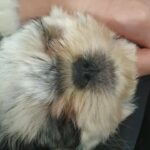 puppy shih tzu for sale with everything needed!!!