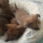 cute baby pomchis