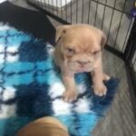 beautiful English bull dogs