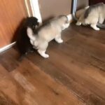 Adorable Alaskan Malamute Puppies! 2 LEFT!