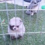 Tiny blue merle Pomeranians