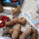 clumberpoos