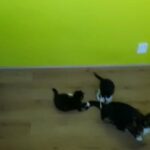 2 kittens for sale