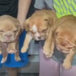 beautiful English bull dogs ?
