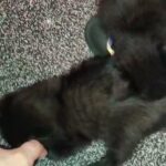 5 Adorable Kittens