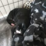 pure Staffordshire bull terrior puppie
