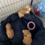 F1 cockapoo three beautiful girls available