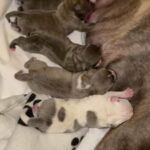 american staffordshire