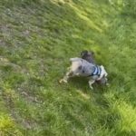 MALE FRENCHIE FOR SALE
