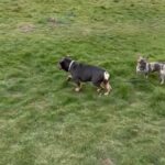 blue tri bitch bulldog 2 yr old