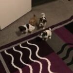 Jack russell puppy