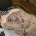 grey Merle boy