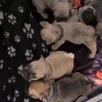 KC REGISTERED PUPPIES READY NOW