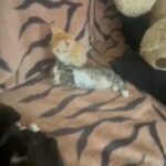 Kittens Looking for a New Home