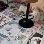 Miniature Double Doodle puppies