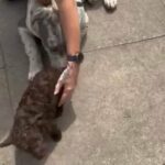 cockapoo girl