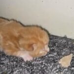 Ginger tabby male kitten