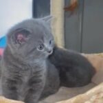 British Shorthair blue