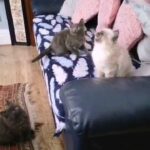 British shorthair kittens