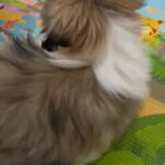 Pekingese puppies ready to go to loving homes
