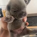 French bulldog