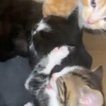 Kittens for sale