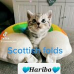 Scottish fold kittens