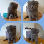 Scottish Fold kittens for sale