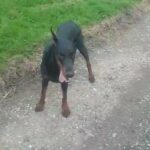 CHUNKY EUROPEAN BLOODLINE DOBERMANS