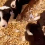 5 Pure bred border collie pups for sale