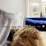 persian tabby boy