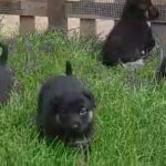 German Shepherd Puppies