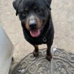 Rottweiler male for sale
