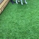 Dalmation puppies for sale
