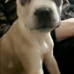 bully x pup