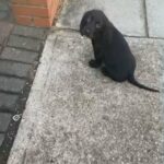 Adorable 3 month old Sprocker pup.