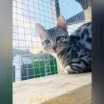 PERFECT TEMPERAMENT TICA STUNNING BOY