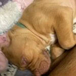 stunning baby boy Bordeaux