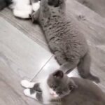 Bsh Kittens