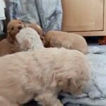 Cockapoo Puppies Red And Apricot F2  COCKAPOO PUPPIES F2 FOUR LEFT!